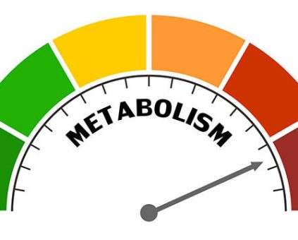 junk food metabolism